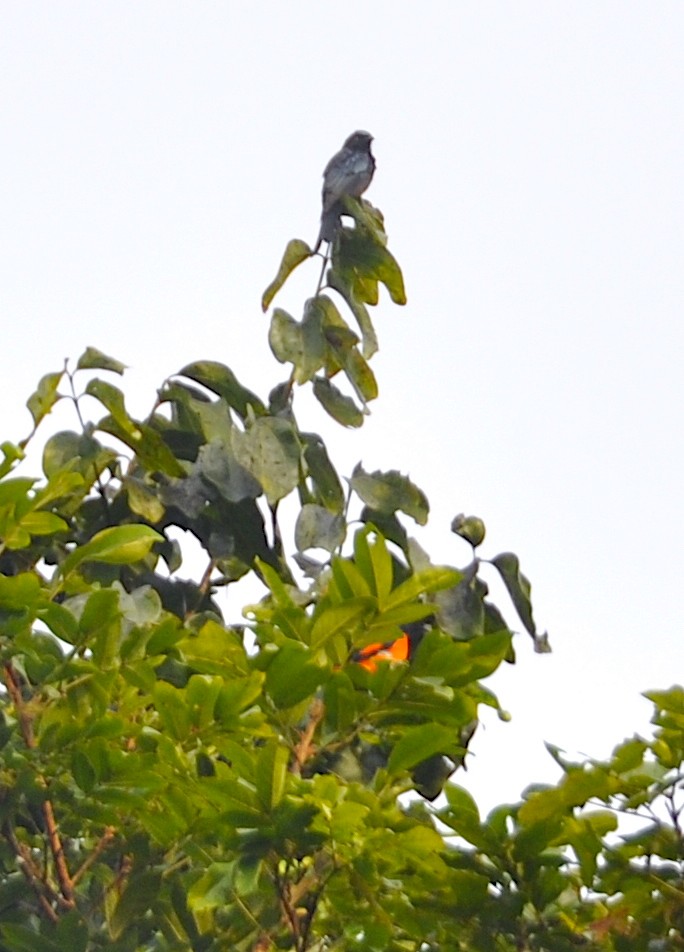 Bronzed Drongo - ML644018077