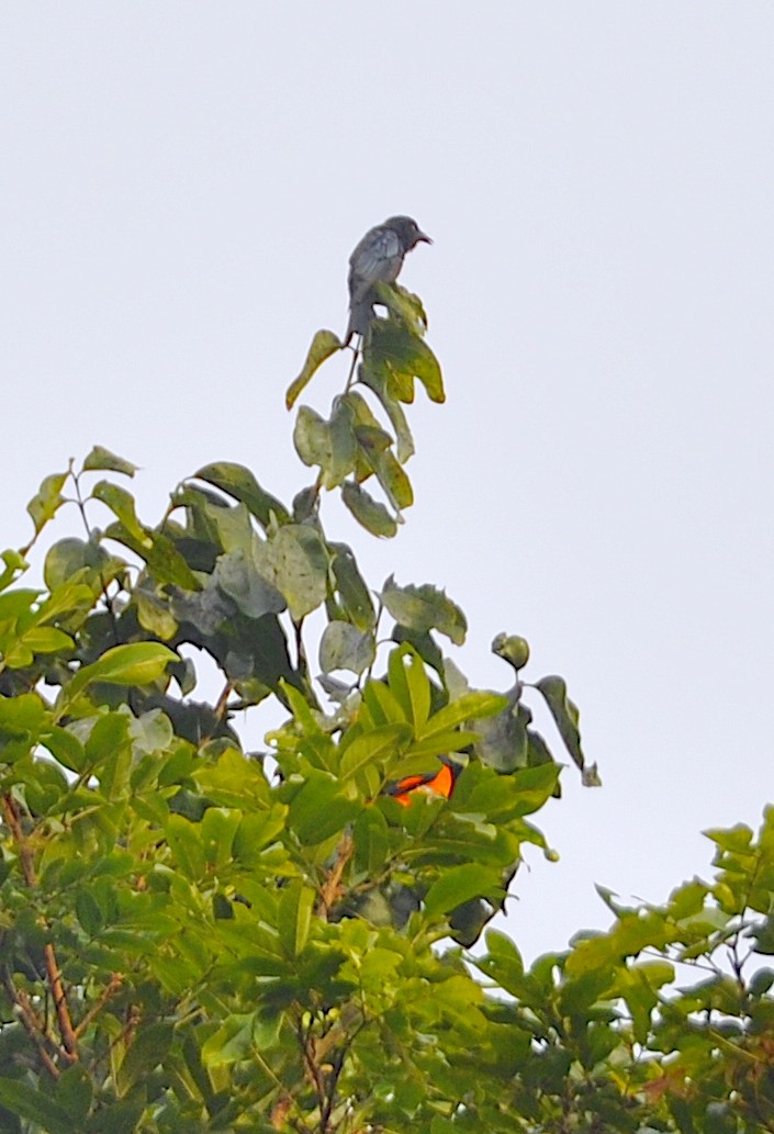 Bronzed Drongo - ML644018078
