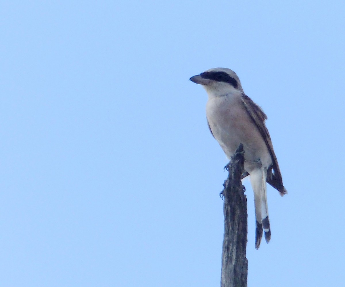 Lesser Gray Shrike - ML644018081