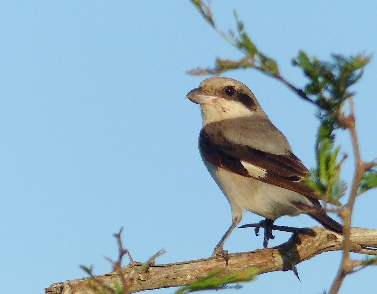 Lesser Gray Shrike - ML644018082