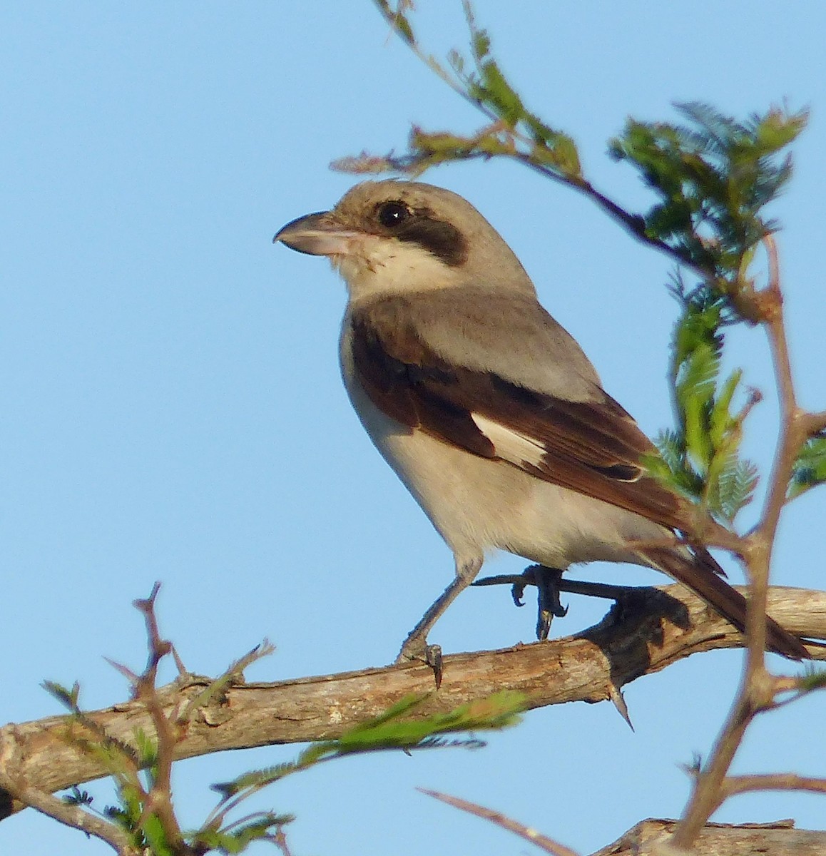 Lesser Gray Shrike - ML644018083