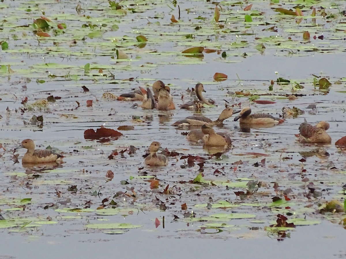 Dendrocygne siffleur - ML644018103