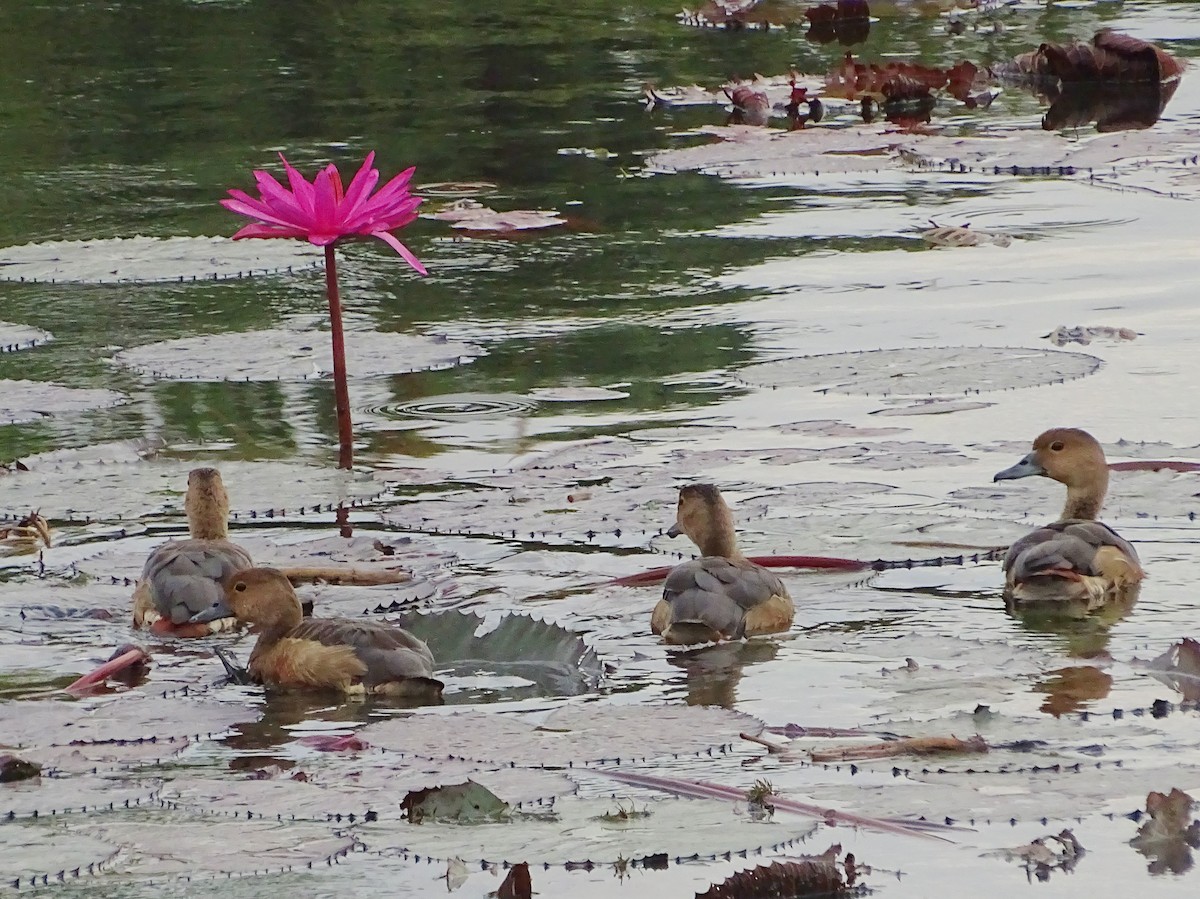 Dendrocygne siffleur - ML644018104