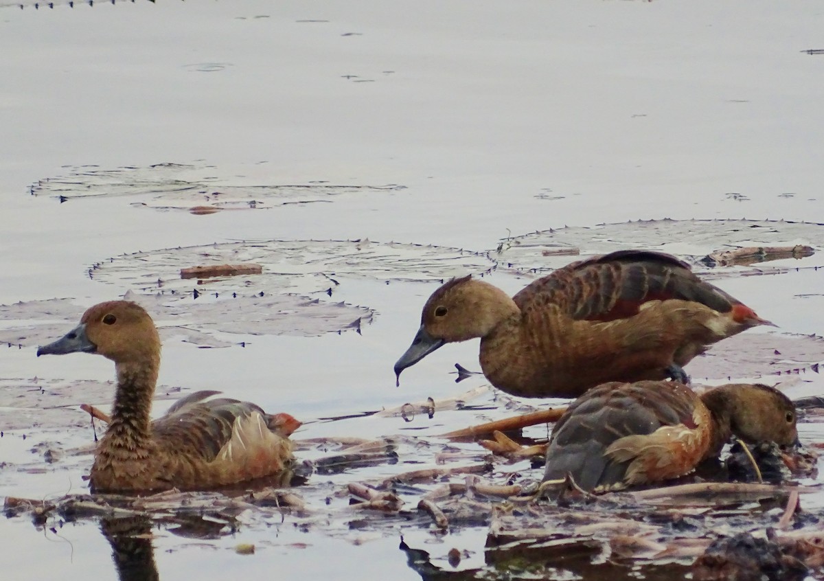 Dendrocygne siffleur - ML644018105