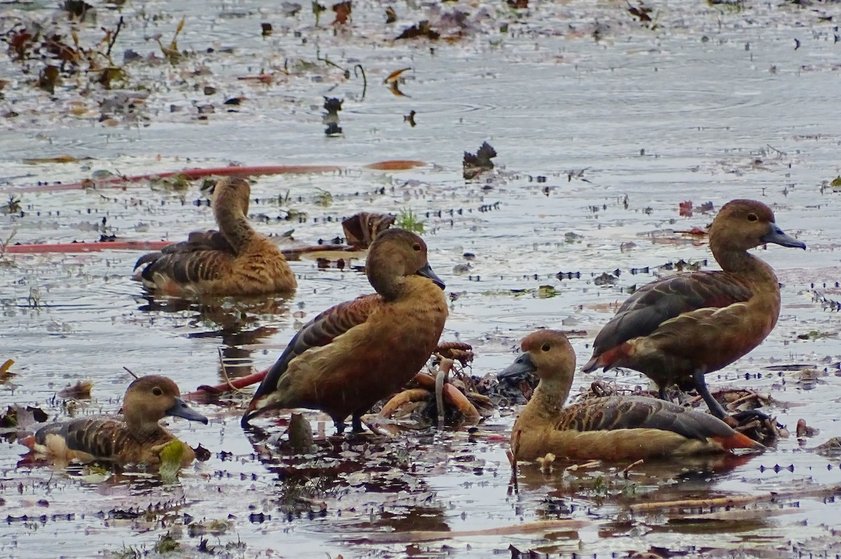 Dendrocygne siffleur - ML644018107