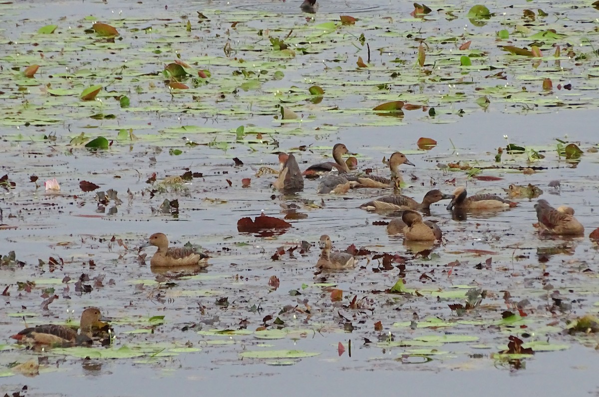 Dendrocygne siffleur - ML644018108