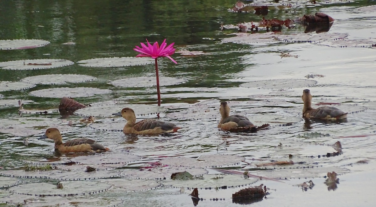 Dendrocygne siffleur - ML644018109