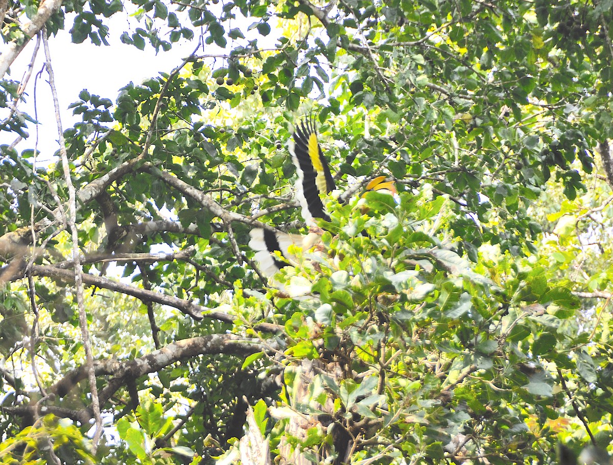 Great Hornbill - ML644018116