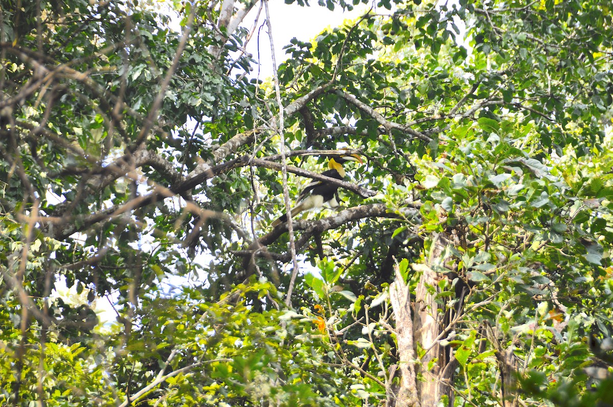 Great Hornbill - ML644018119