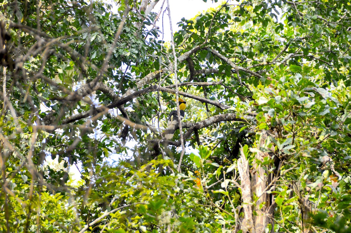 Great Hornbill - ML644018120