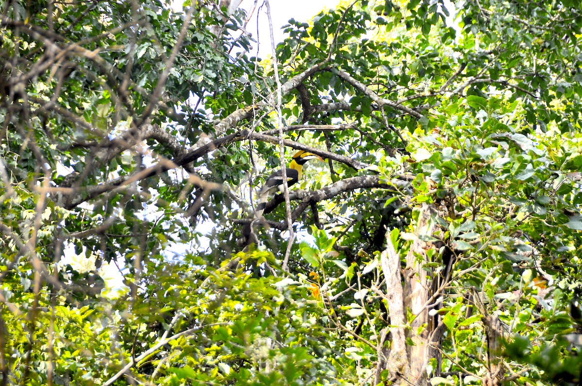 Great Hornbill - ML644018121