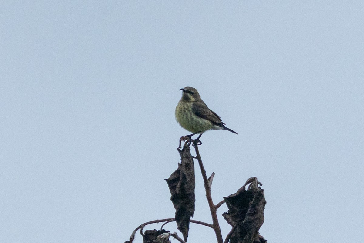 White-bellied Sunbird - Ian Burgess