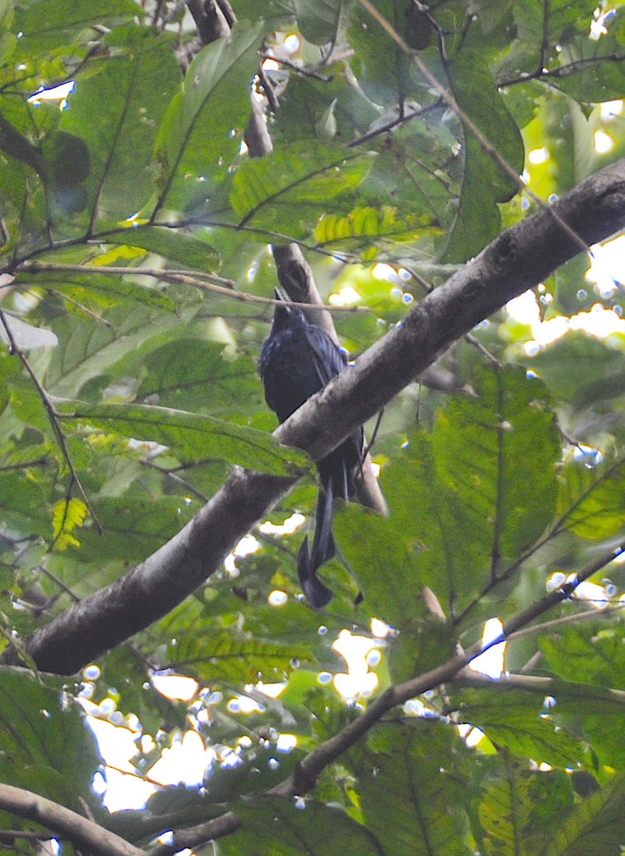 Greater Racket-tailed Drongo - ML644018149