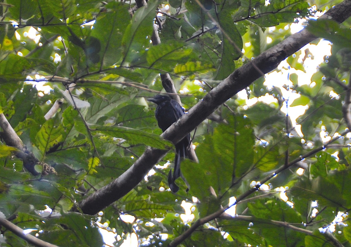 Greater Racket-tailed Drongo - ML644018150