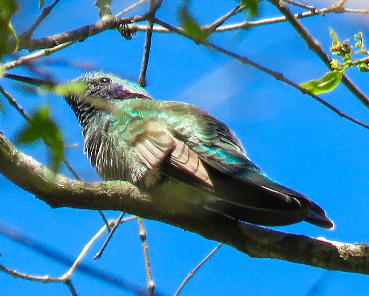 White-vented Violetear - ML644018165