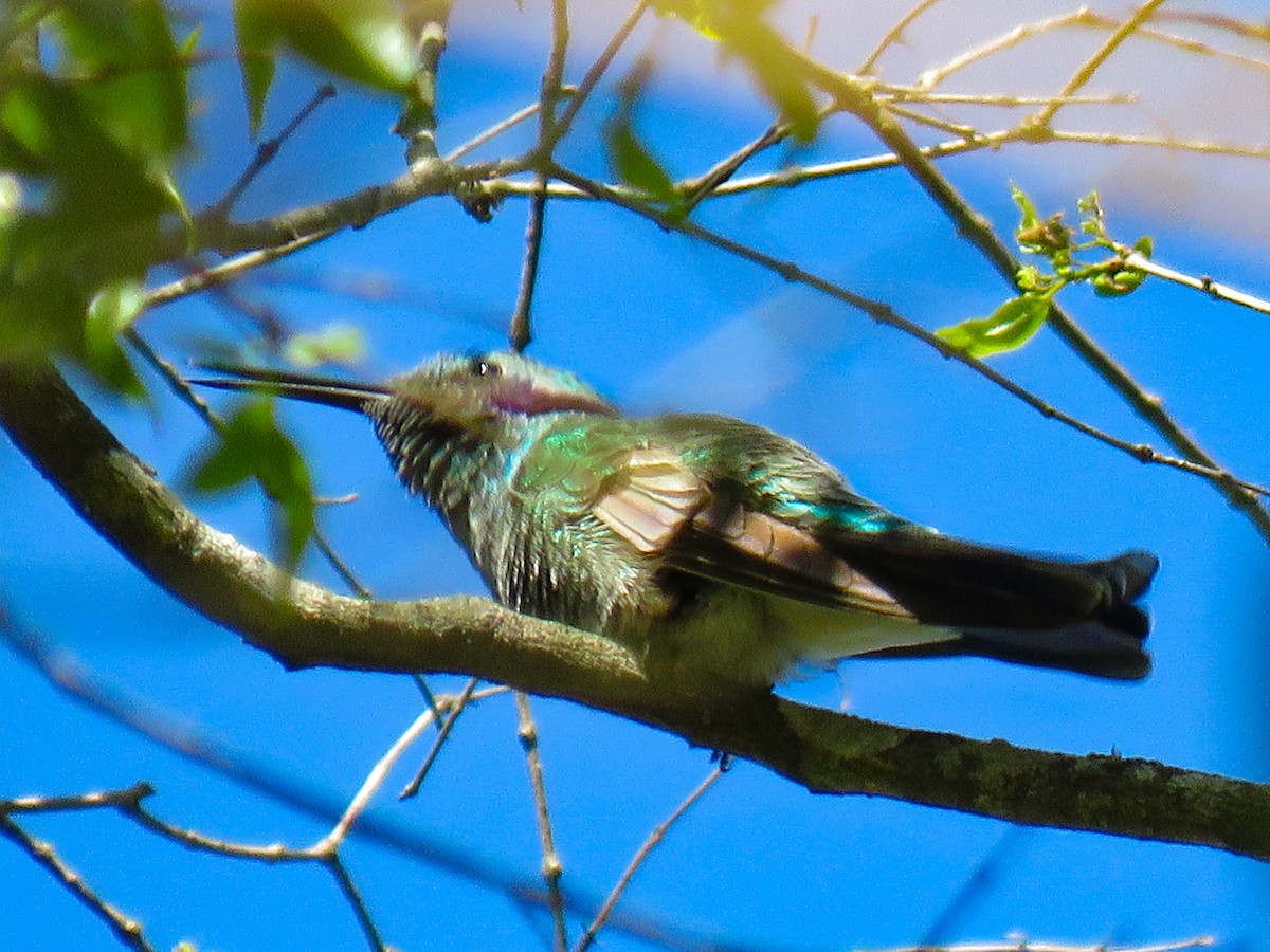 White-vented Violetear - ML644018166