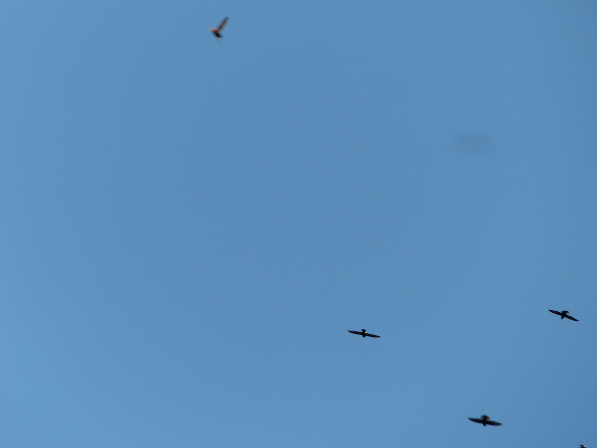 rorýs Hórův - ML644018174