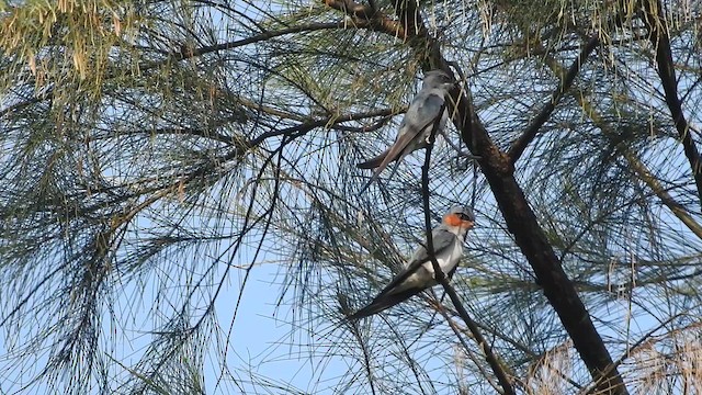 Crested Treeswift - ML644018239
