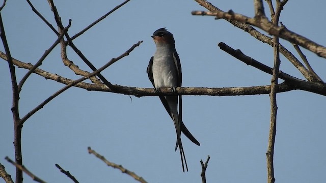 Crested Treeswift - ML644018240