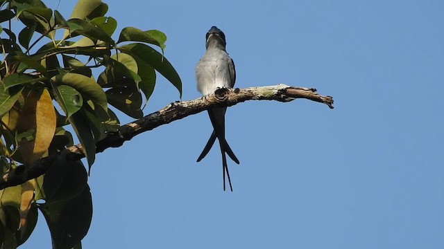 Crested Treeswift - ML644018241