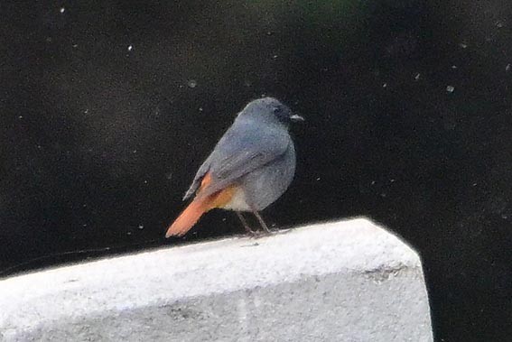 Plumbeous Redstart - ML644018255