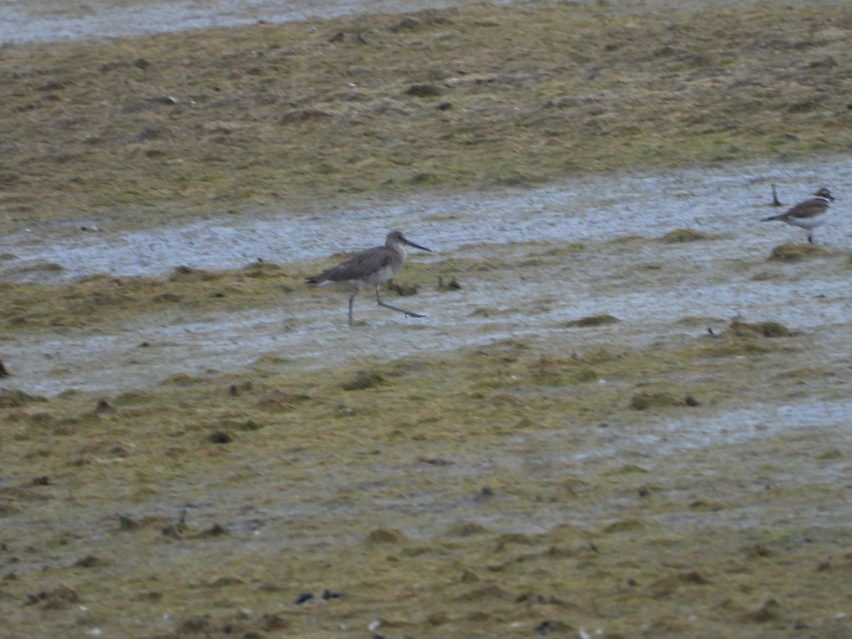 willetsnipe - ML644018256