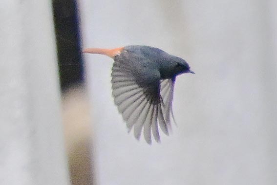 Plumbeous Redstart - ML644018258