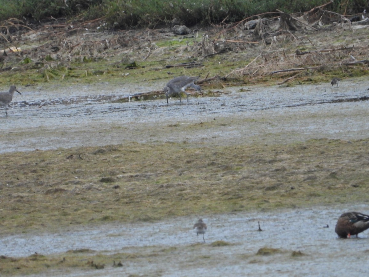 willetsnipe - ML644018265