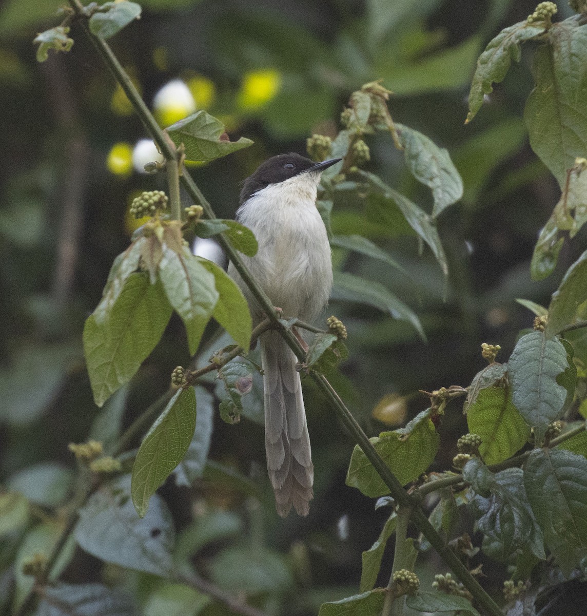 Black-headed Apalis - Lindy Fung