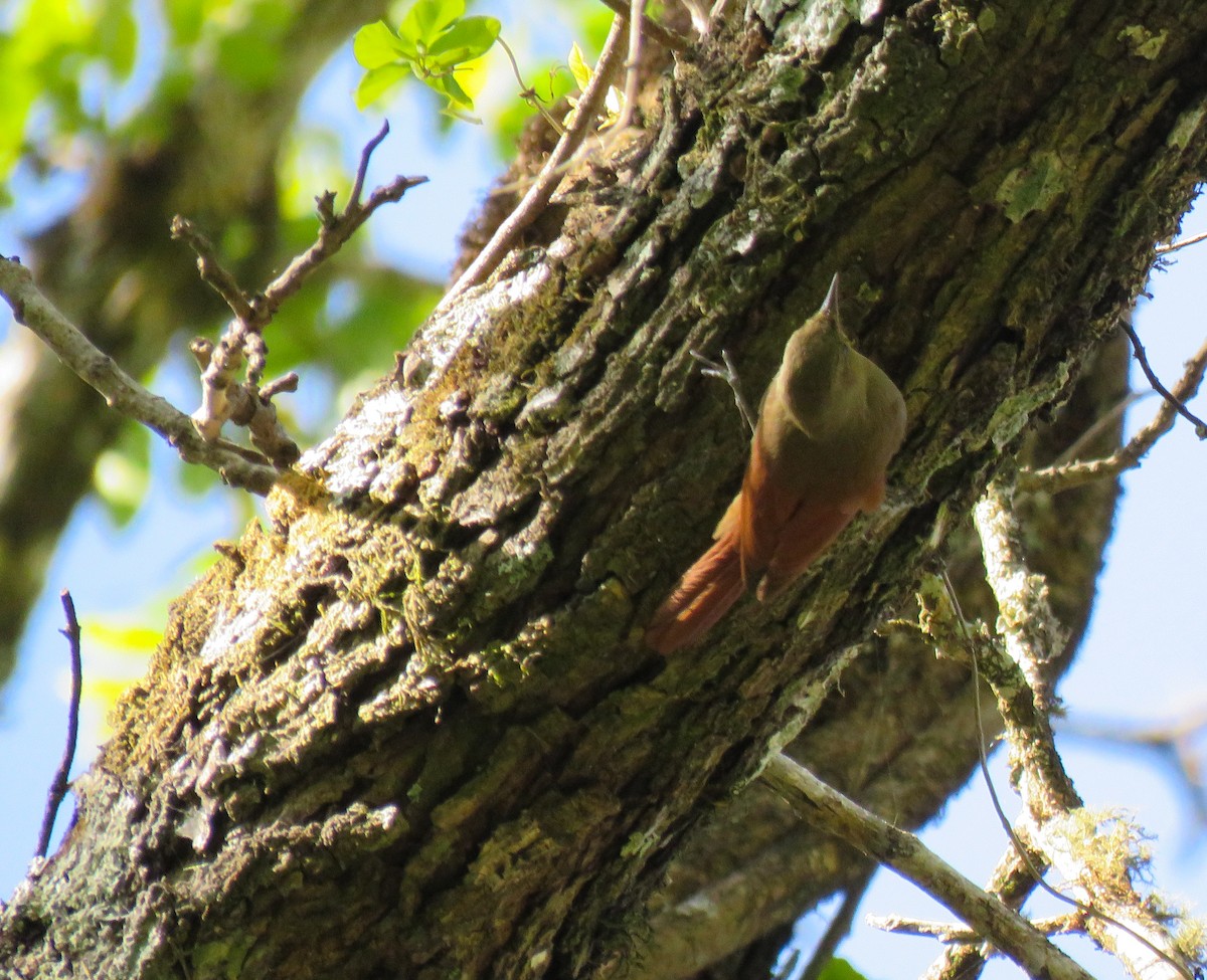 Olivaceous Woodcreeper - ML644018275
