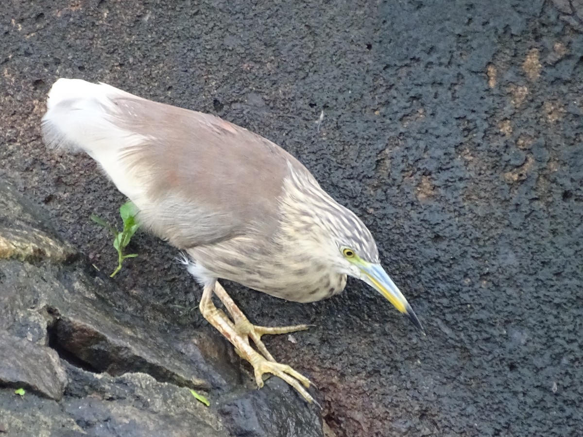 Indian Pond-Heron - ML644018282