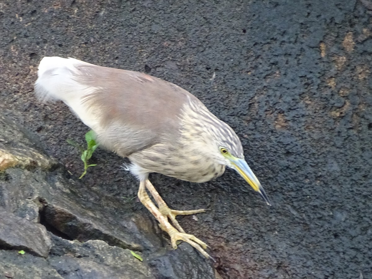 Indian Pond-Heron - ML644018284