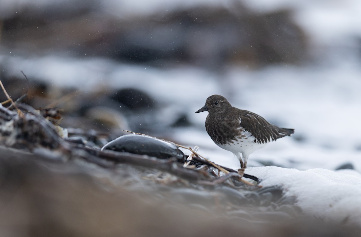 Black Turnstone - ML644018319