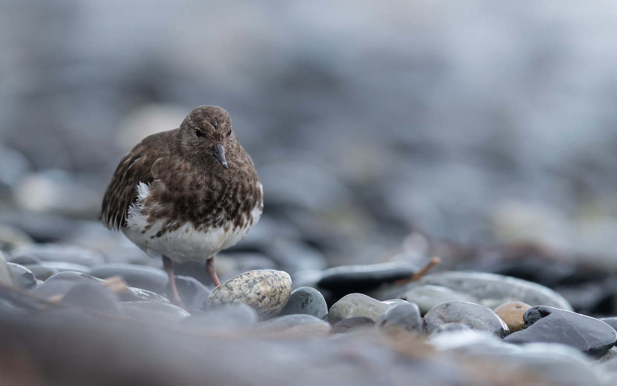 Black Turnstone - ML644018320