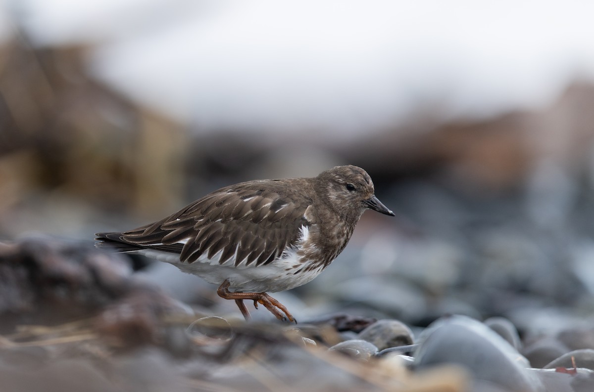 Black Turnstone - ML644018321