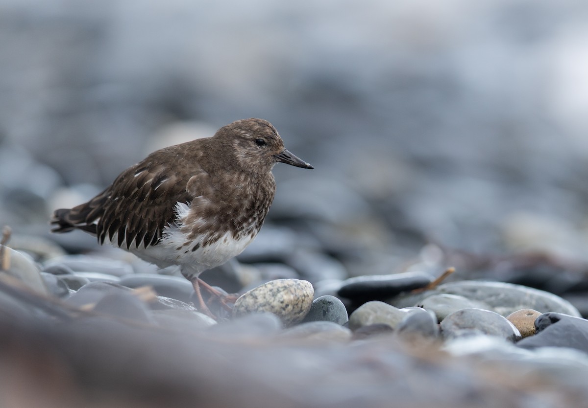 Black Turnstone - ML644018322