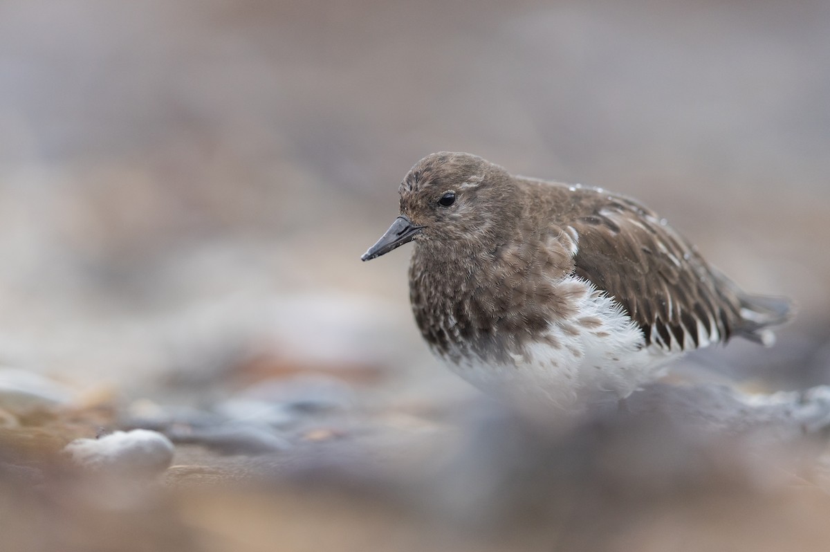 Black Turnstone - ML644018323