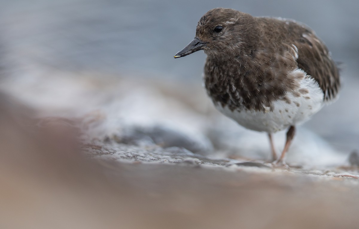 Black Turnstone - ML644018324