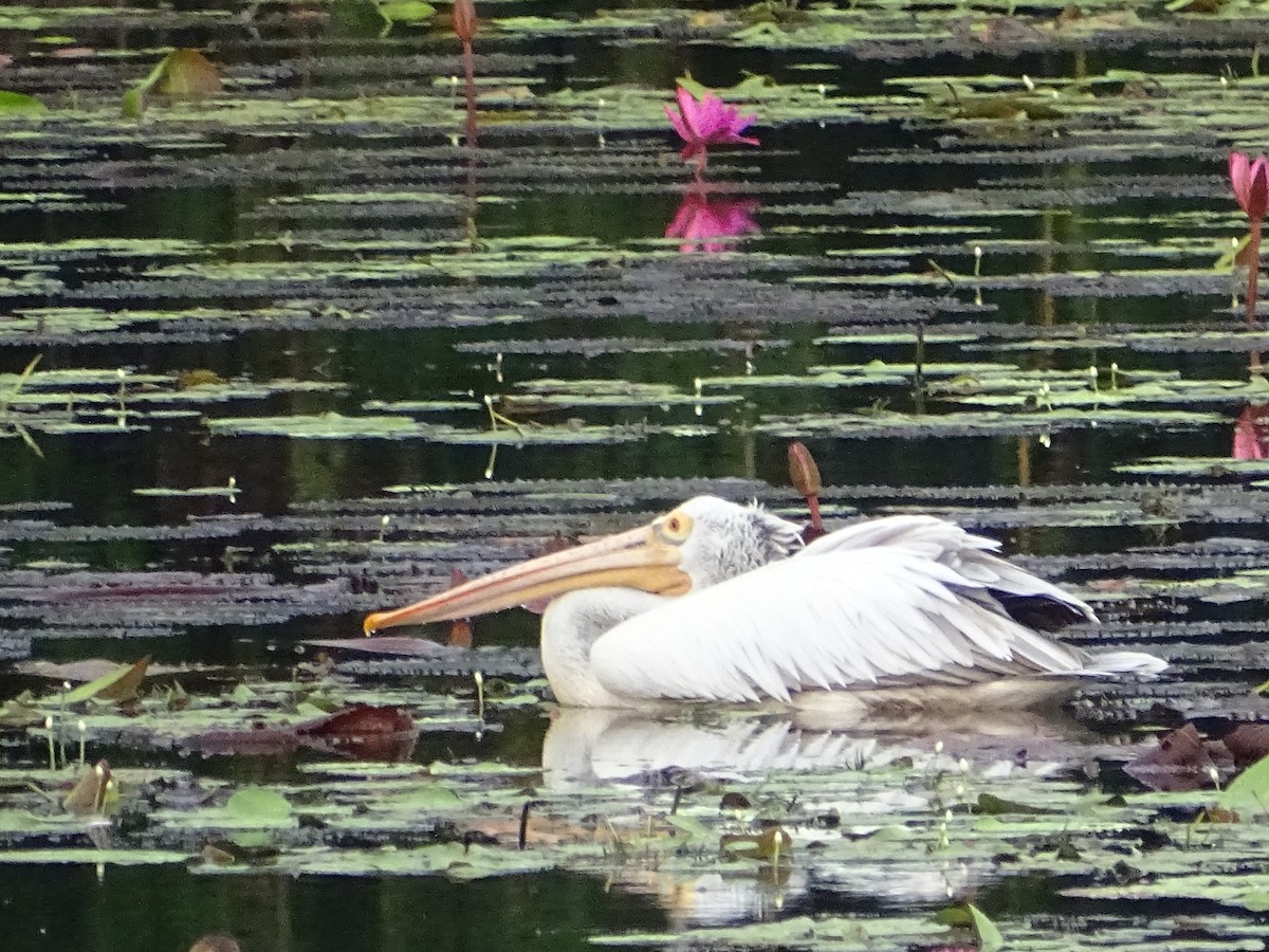Spot-billed Pelican - ML644018325