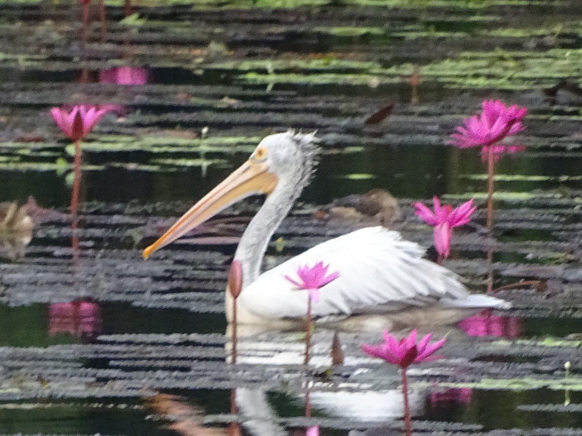 Spot-billed Pelican - ML644018326