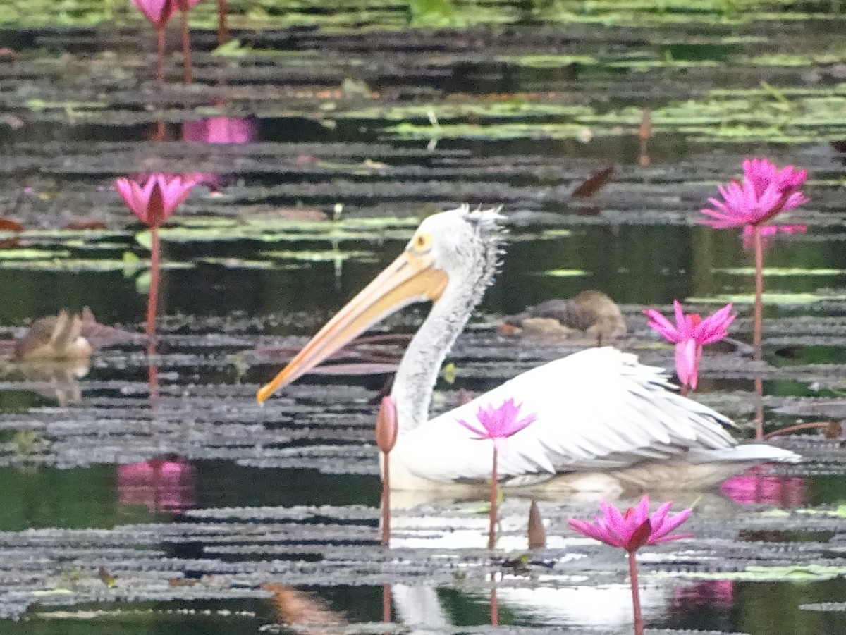 Spot-billed Pelican - ML644018327