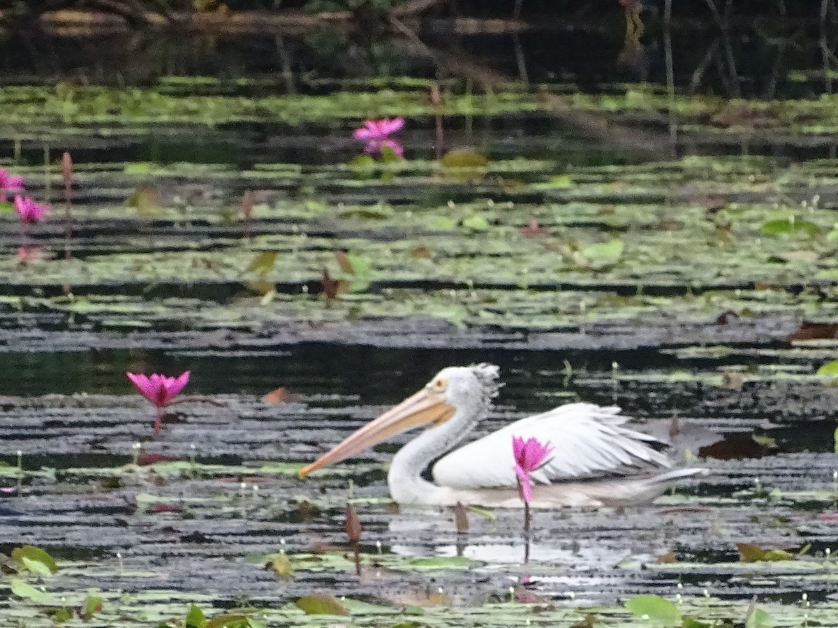 Spot-billed Pelican - ML644018328