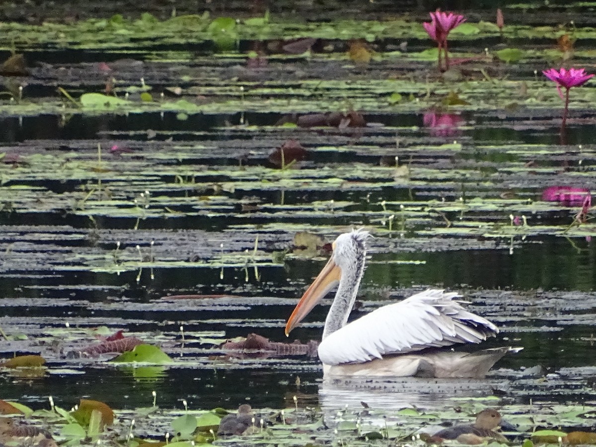 Spot-billed Pelican - ML644018329