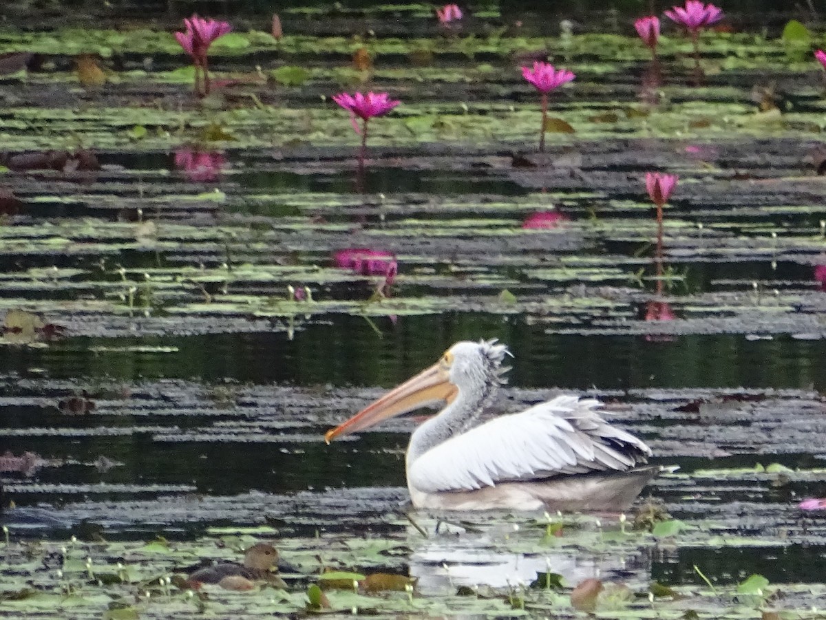 Spot-billed Pelican - ML644018330