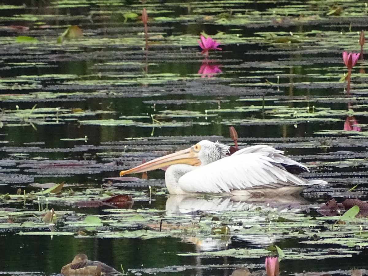 Spot-billed Pelican - ML644018331