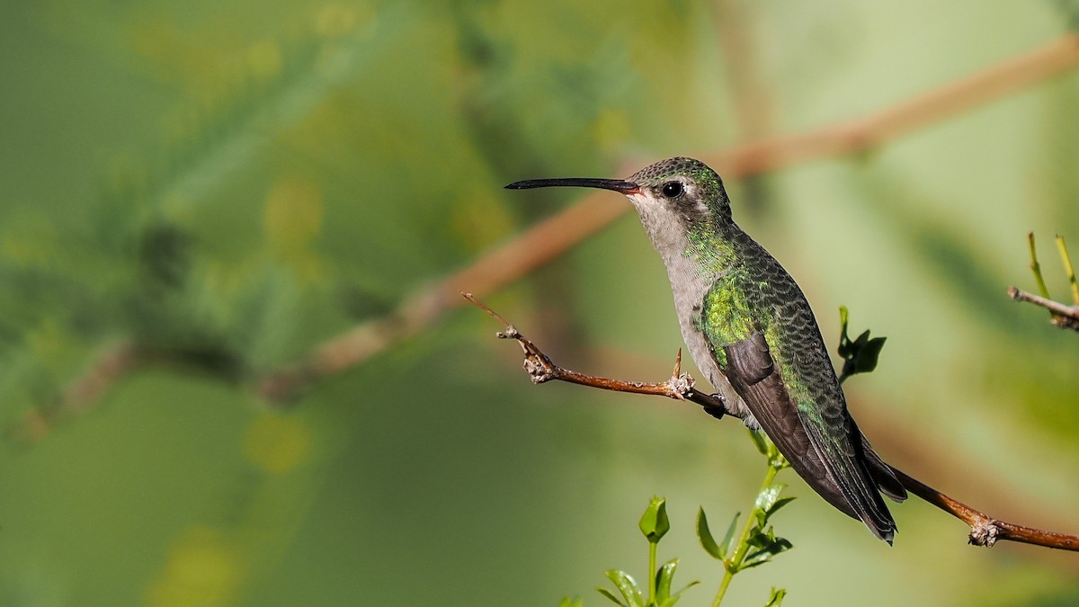 Broad-billed Hummingbird - ML644018332