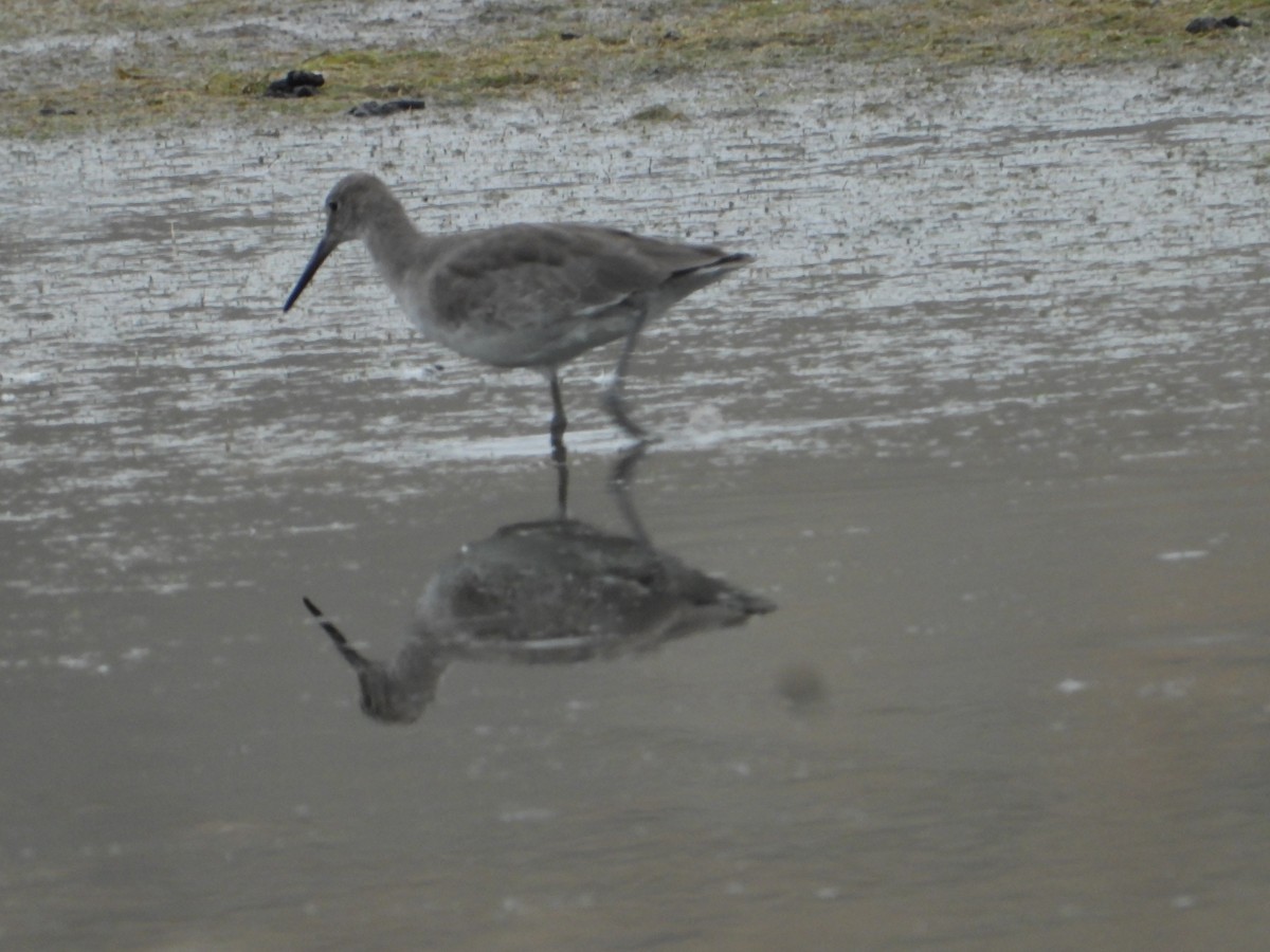 willetsnipe - ML644018342