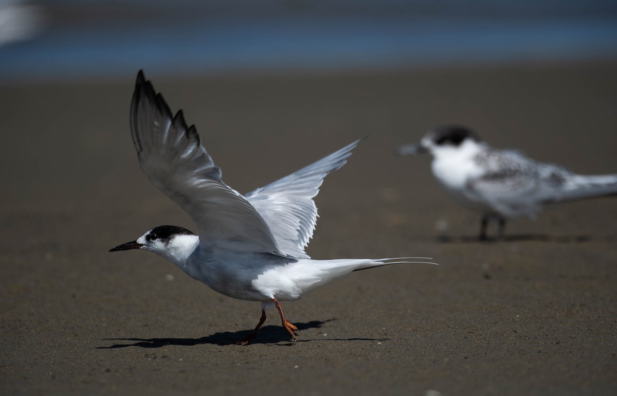 Common Tern - ML644018354