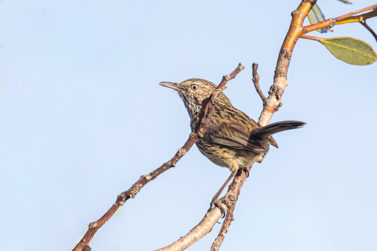 Western Fieldwren - ML644018355