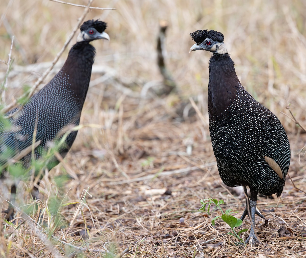Southern Crested Guineafowl - ML644018389